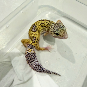 B260199 Mack Snow Eclipse BN Cross het Blizzard ph T Betina