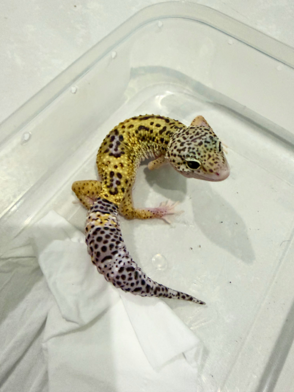 B260199 Mack Snow Eclipse BN Cross het Blizzard ph T Betina