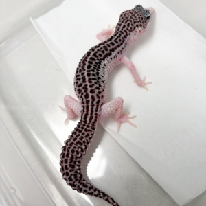 B260236 Gecko Panda het Tremper betina B260236 Gecko Panda het Tremper betina