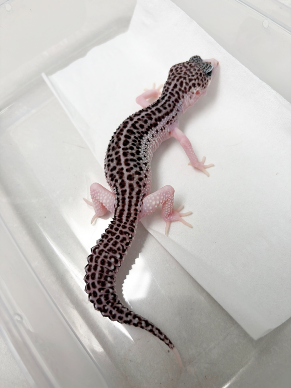 B260236 Gecko Panda het Tremper betina