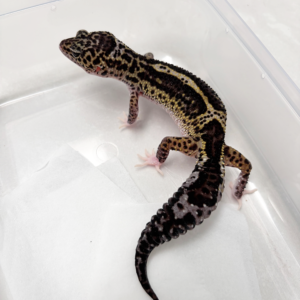 B260300 Gecko Black Night MS Eclipse bahan panda B260300 Gecko Black Night MS Eclipse bahan panda