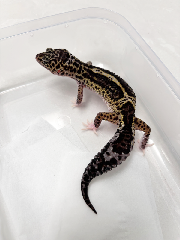 B260300 Gecko Black Night MS Eclipse bahan panda