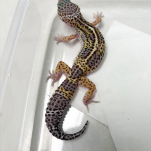 B260499 Gecko Mack Snow Black Night line solid