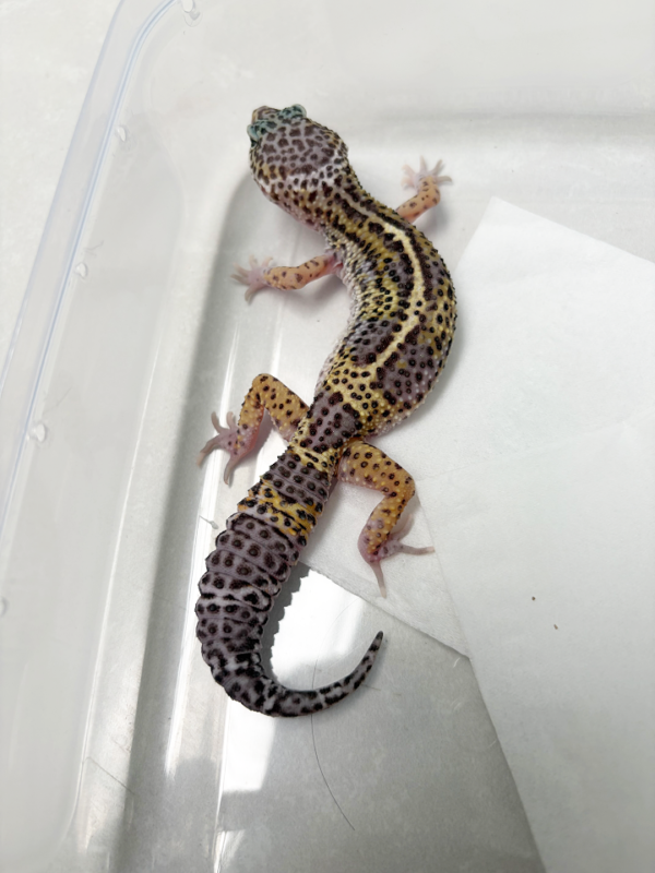 B260499 Gecko Mack Snow Black Night line solid