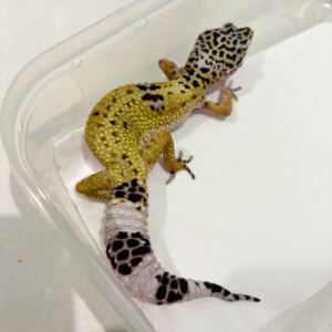B260559 Hypo TUG Snow ph Tremper Betina