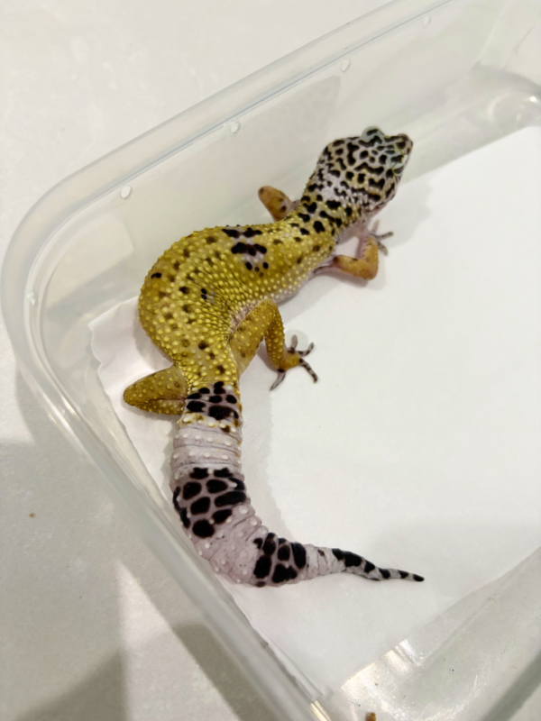 B260559 Hypo TUG Snow ph Tremper Betina