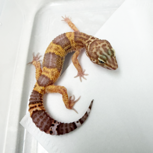 B260650 Gecko Tangerine Chocolate betina