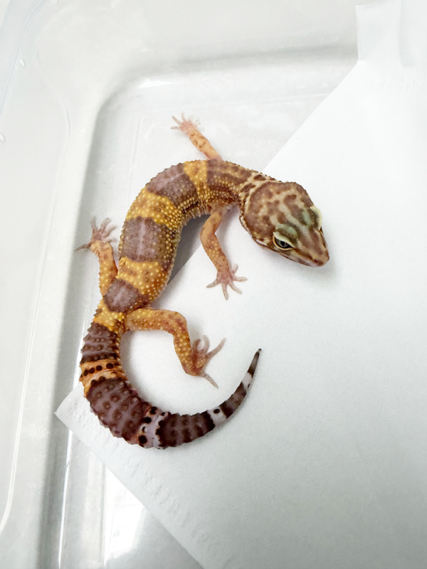 B260650 Gecko Tangerine Chocolate betina