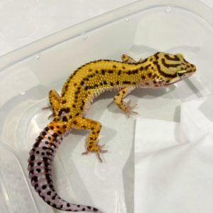 B260761 Gecko Tangerine Bold Stripe ph Tremper jantan