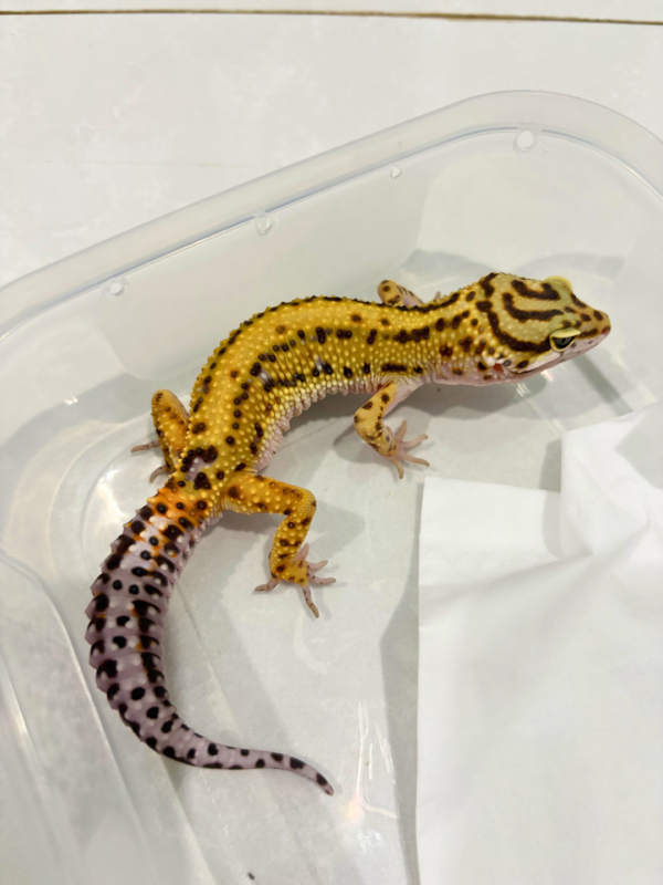 B260761 Gecko Tangerine Bold Stripe ph Tremper jantan