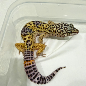 B260765 Gecko Tangerine Black Night Cross ph Tremper jantan