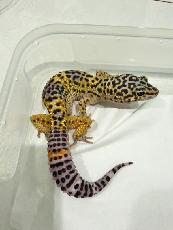 B260765 Gecko Tangerine Black Night Cross ph Tremper jantan
