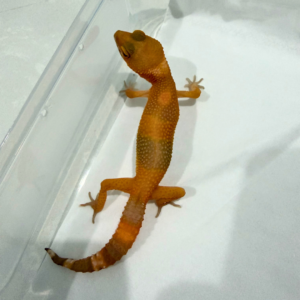 B260779 Sunglow Betina B260779 Sunglow Betina