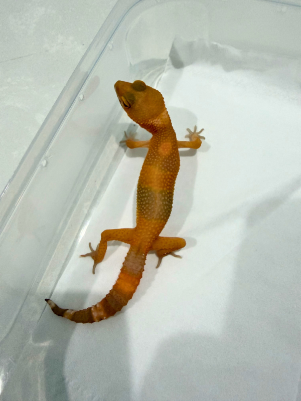 B260779 Sunglow Betina B260779 Sunglow Betina