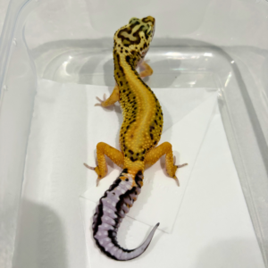 B260781 Gecko Tangerine Stripe ph Tremper betina B260781 Gecko Tangerine Stripe ph Tremper betina