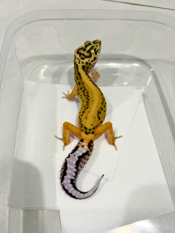 B260781 Gecko Tangerine Stripe ph Tremper betina