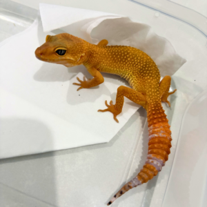 B260783 Dark SHTCTB ph Tremper betina B260783 Dark SHTCTB ph Tremper betina