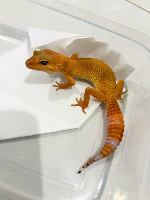 B260783 Dark SHTCTB ph Tremper betina