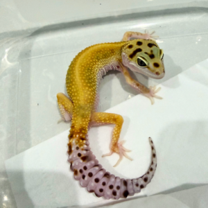 B260788 Red Stripe ph RAPTOR jantan B260788 Red Stripe ph RAPTOR jantan