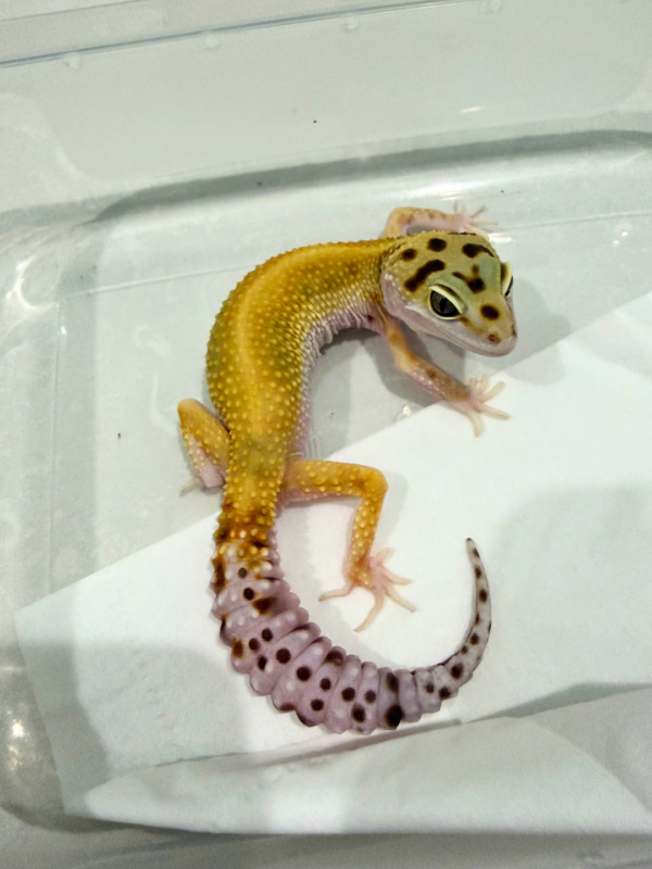 B260788 Red Stripe ph RAPTOR jantan