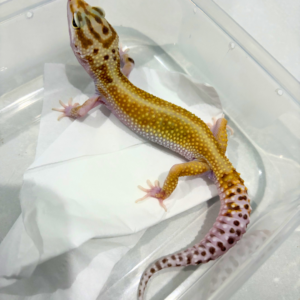 B260790 Emerine Red Stripe ph Radar jantan B260790 Emerine Red Stripe ph Radar jantan