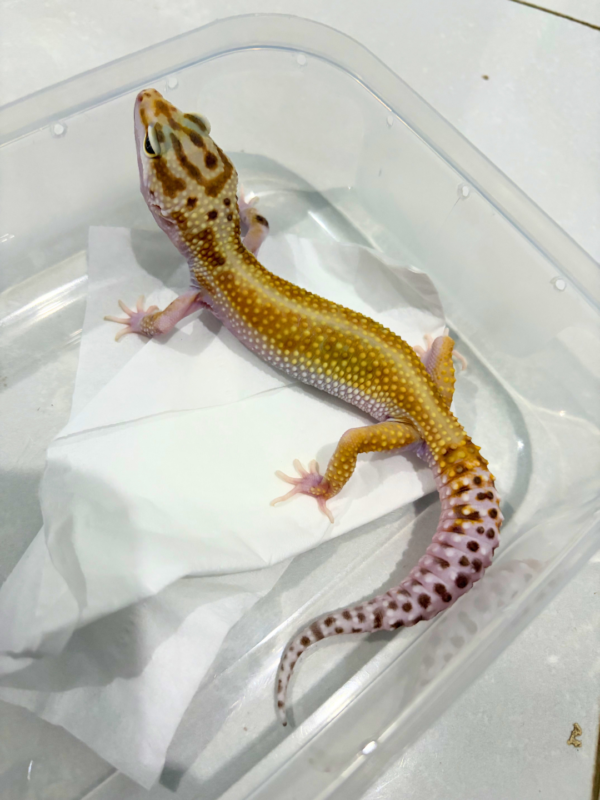 B260790 Emerine Red Stripe ph Radar jantan