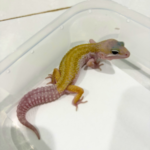 B260792 Murphy's Patternless BN Cross ph Tremper Jantan