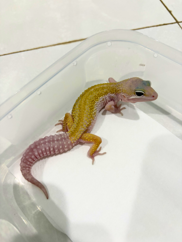 B260792 Murphy's Patternless BN Cross ph Tremper Jantan