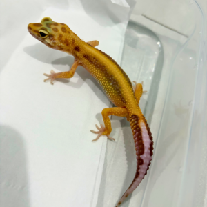 B260795 Gecko Tremper Albino Stripe jantan