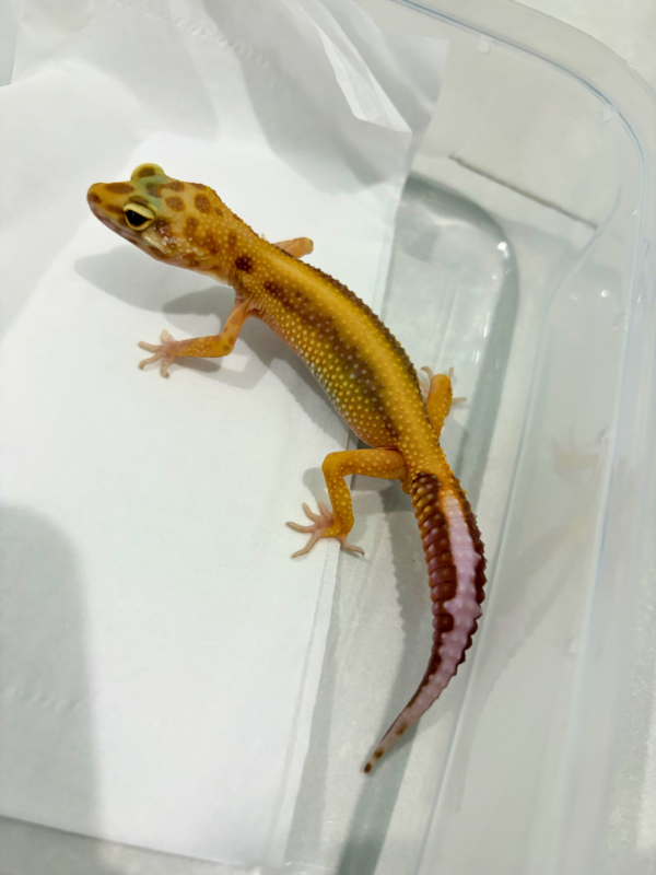 B260795 Gecko Tremper Albino Stripe jantan