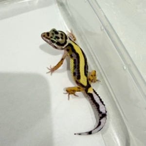 B260799 Gecko Bold Stripe ph Tremper jantan