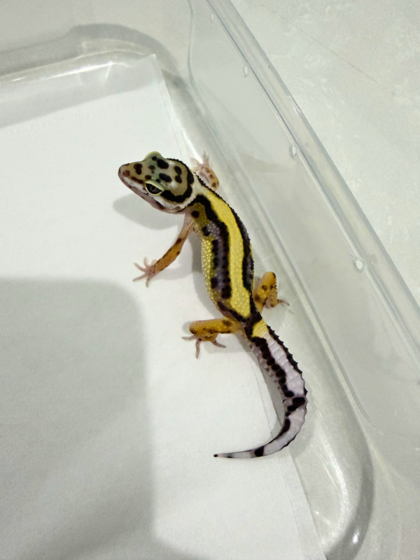 B260799 Gecko Bold Stripe ph Tremper jantan