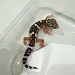 B260800 Mack Snow Eclipse ph Tremper Jantan