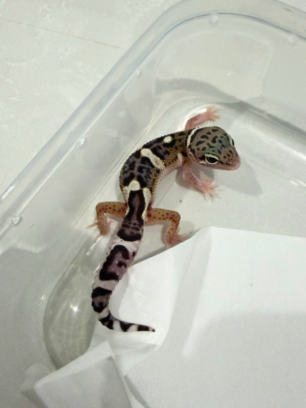 B260800 Mack Snow Eclipse ph Tremper Jantan