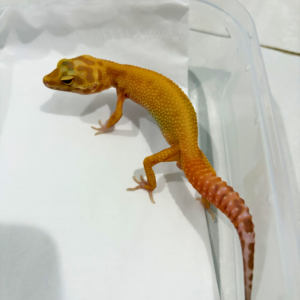 B260805 APTOR CT ph RAPTOR Jantan