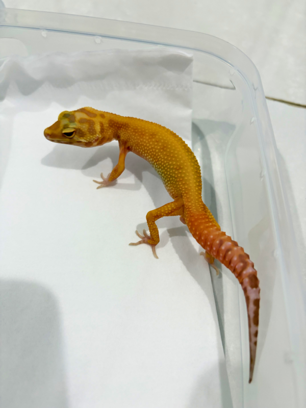 B260805 APTOR CT ph RAPTOR Jantan