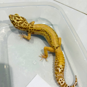 B260809 Bell Albino Stripe ph Radar Betina