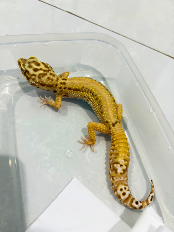 B260809 Bell Albino Stripe ph Radar Betina