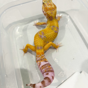 B260811 White & Yellow Tremper poss Snow het RAPTOR Betina