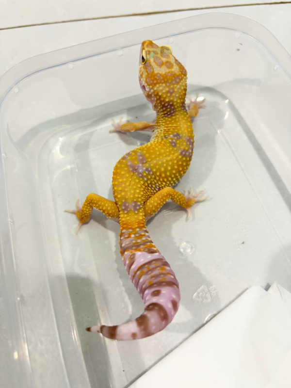 B260811 White & Yellow Tremper poss Snow het RAPTOR Betina