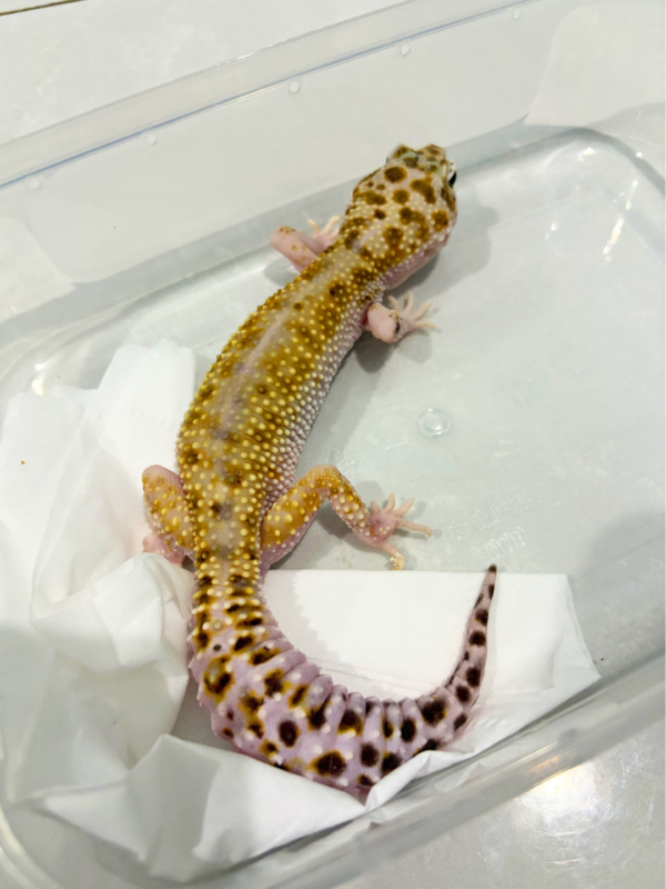 B260814 Gecko White & Yellow Red Stripe Line betina