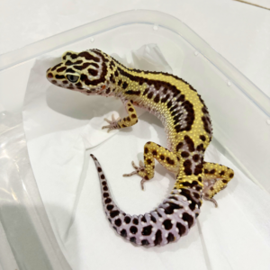 B260816 Gecko Bold Stripe ph Tremper betina