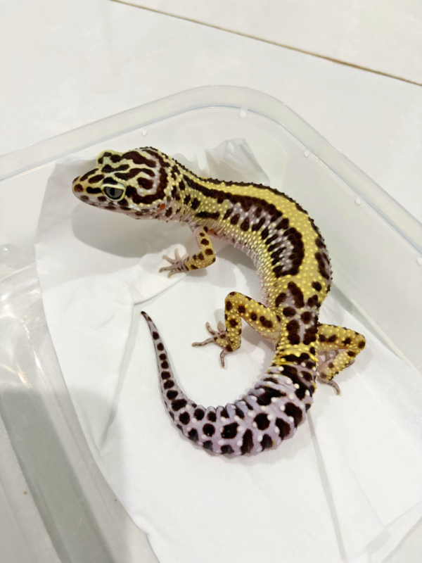 B260816 Gecko Bold Stripe ph Tremper betina