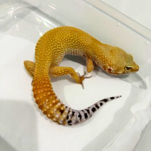 B260819 Gecko SHTCTB het Tremper betina