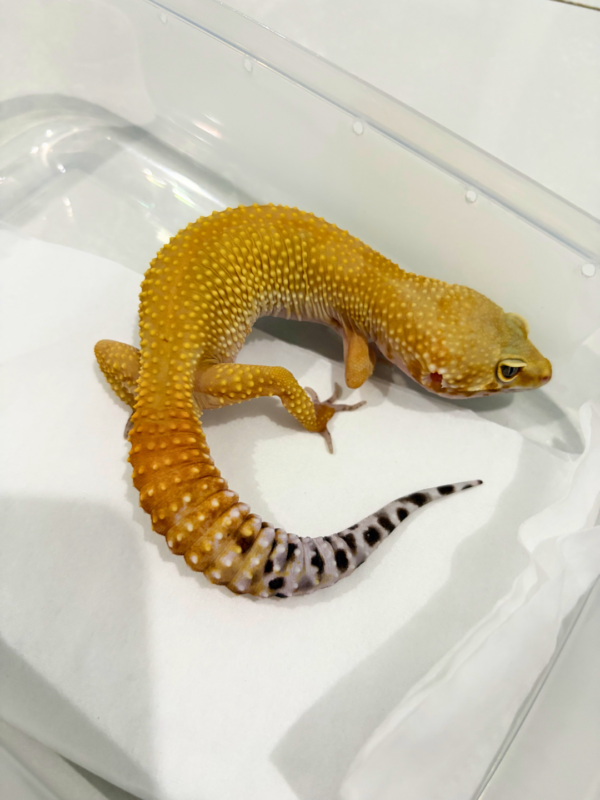 B260819 Gecko SHTCTB het Tremper betina