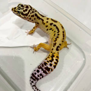 B260823 Gecko Bold Stripe ph Tremper betina