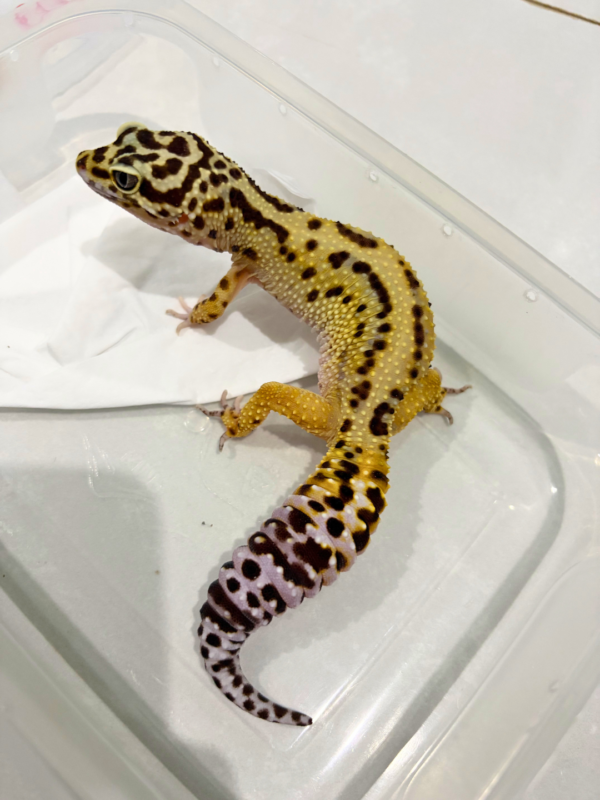 B260823 Gecko Bold Stripe ph Tremper betina