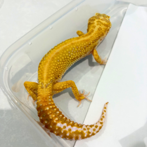 B260839 Gecko Tremper Emerine Stripe betina