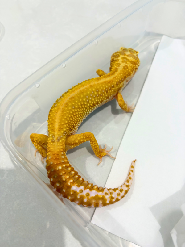 B260839 Gecko Tremper Emerine Stripe betina