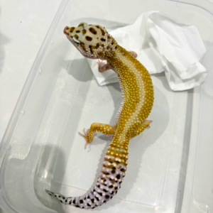 B260845 Red Stripe ph Bell Albino Betina